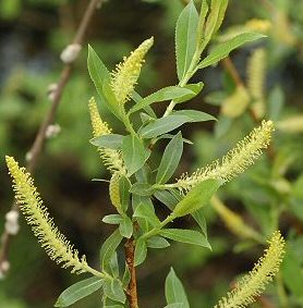 Almond Willow or Black Maul (salix triandra) Height 20-40cm Pack of 100 trees**PRICE INCLUDES FREE MAINLAND UK DELIVERY**
